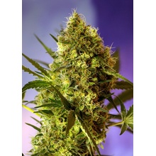 Sweet Seeds Big Devil 2 semena neobsahují THC 3 ks