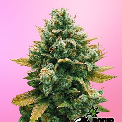 Bomb Seeds Godfather Bomb semienka neobsahujú THC 10 ks