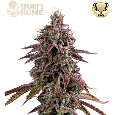 Seedstockers Superior Grannys Home semena neobsahují THC3 ks