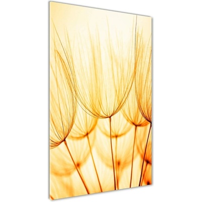 Vertikálny foto obraz sklenený Semená púpavy 50x100 cm