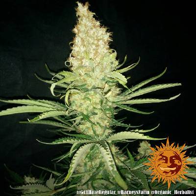Barney´s Farm G13 Haze regular semienka neobsahujú THC 5 ks