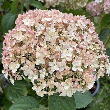 Candybelle Marshmallow - Дървовидна хортензия