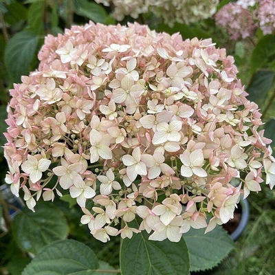 Candybelle Marshmallow - Дървовидна хортензия