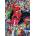 Trefl - Puzzle Premium Plus: Spider-man - 1 000 piese