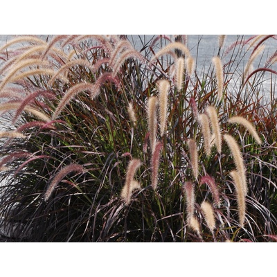 Perovec Rubrum