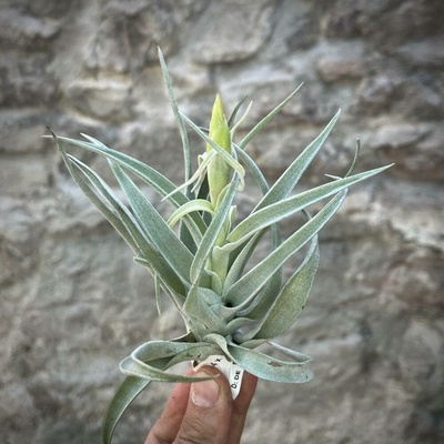 Tillandsia harrisii
