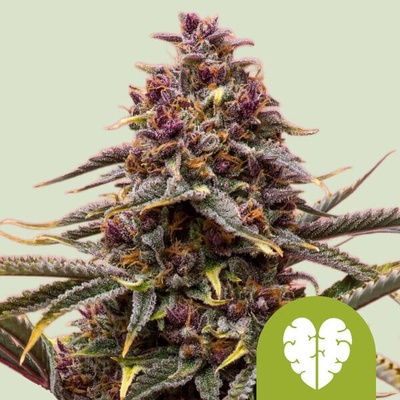Royal Queen Seeds Pink Mist Auto semienka neobsahujú THC 10 ks