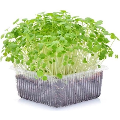 Microgreens, semínka na klíčky - Pískavice (řecké seno) 20g