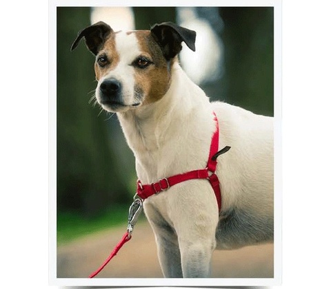 PetSafe Postroj EasyWalk