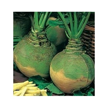 Tuřín Dalibor - Brassica napus var. napobrassica - osivo tuřínu - 300 ks
