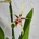 Orchidea Brascia