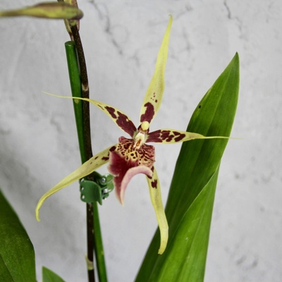 Orchidea Brascia