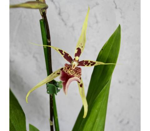 Orchidea Brascia