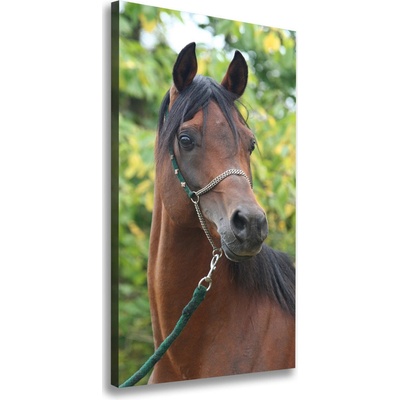 Vertikálny foto obraz na plátne Portrét koňa 50x100 cm