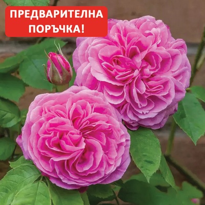 David Austin® Роза Gertrude Jekyll® - David Austin®