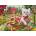 KS Games - Puzzle Cats on the Farm - 500 piese