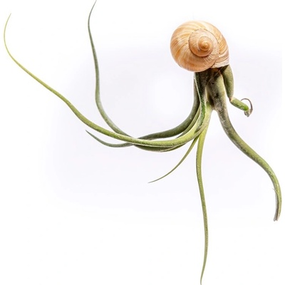 Gardners Šnek s Tillandsií caput medusae Tillandsie, kykatka
