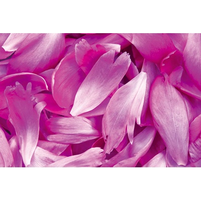 Dimex XL-530 vliesová fototapeta na zeď Fialové lístky rozměry 330 x 220 cm