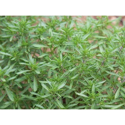 Planta Naturalis Semínka k výsevu - saturejka zahradní (Satureja hortensis)