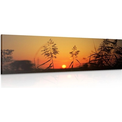 Obraz stébla trávy při západu slunce - 135x45
