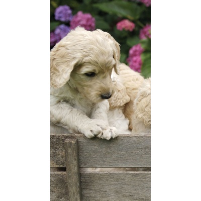 Dimex S-185 vliesová fototapeta na zeď Pupiess rozměry 110 x 220 cm