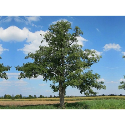 Jelša Lepkavá na kmienku 300-400 cm, obvod kmeňa 14-16 cm, kont. 35 l