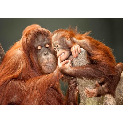 Pohlednice 3D Orangutani