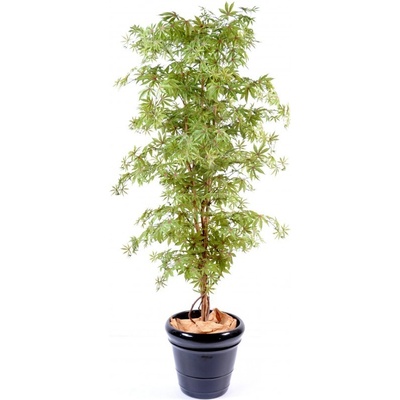 ARALIA NEW MAPLE zelená/ červená, 150cm