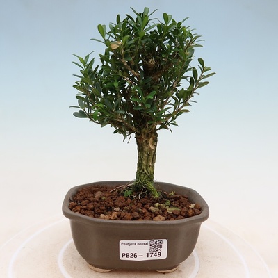 e-bonsai Pokojová bonsai - Buxus harlandii -korkový buxus