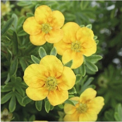 Nátržník krovitý FloraSelf Potentilla fruticosa 'Mango Tango' výška 30-40 cm kvetináč 4 l