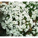 Kaukazská húsenica 0,5 g