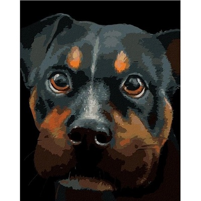 zuty Malování Podle Čísel Rotvajler Myroslava Voloschuk 40 x 50 Cm Plátno Rám
