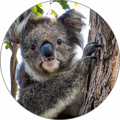 Jedlý papír medvídek koala 19,5 cm – Zboží Mobilmania