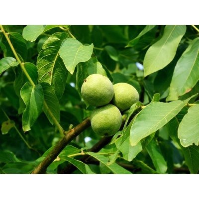 Orech kráľovský na 180-200 cm kmienku, výška 300-400 cm, kvetináč 45 l