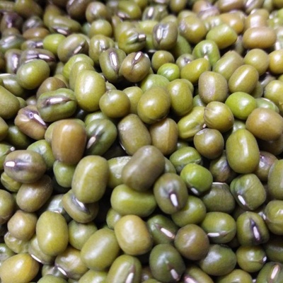 Microgreens Mungo fazole na microgreens 100 g