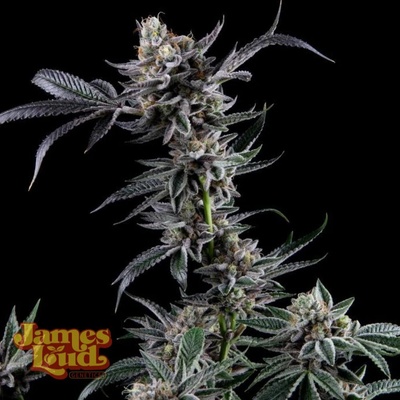 James Loud Genetics Kuru Kashi semienka neobsahujú THC 5 ks