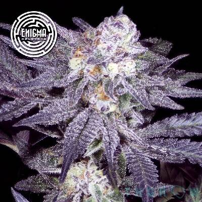 Enigma Genetics Jealousy 54 semienka neobsahujú THC 6 ks