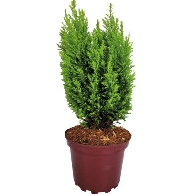 Cypruštek FloraSelf Chamaecyparis lawsoniana 'Ellwood's Gold' 20-30 cm kvetináč 2 l