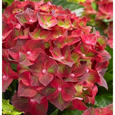 Hortenzia kalinolistá (Hydrangea macrophylla ´Magical Ruby Tuesday´®) veľkosť 25cm+
