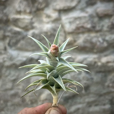 Tillandsia edithae