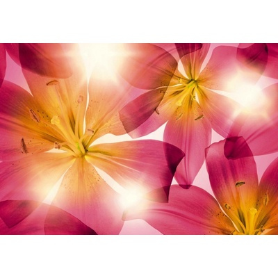 Komar 8-928 Fototapeta květiny Summer Sun Rozměr 368 x 254 cm