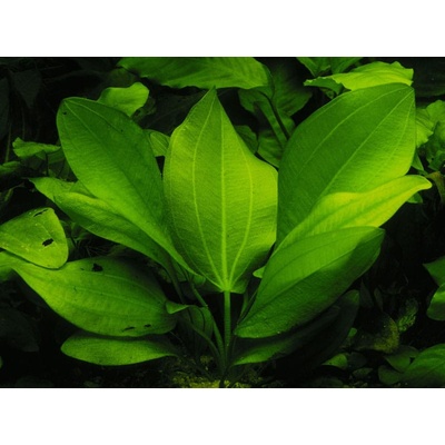 Echinodorus cordifolius