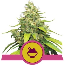 Royal Queen seeds Blue Gelato semena neobsahují THC 3 ks