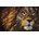 SunsOut - Puzzle King of the Jungle - 550 piese