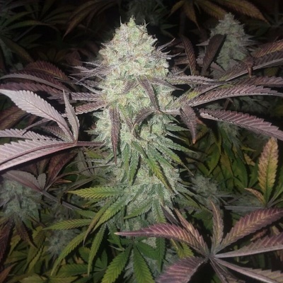 The Cali Connection Purple Crack semienka neobsahujú THC 6 ks