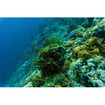 DIMEX ART s. r. o Флизелинов фототапет риба на рифа 375 x 250 см