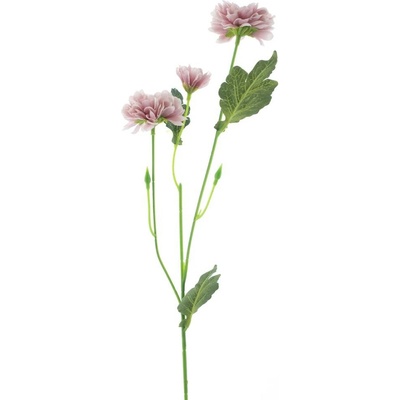 Listopadka Chrysantéma růžová (mauve) V58 cm