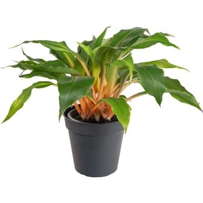 Zelenec oranžový, Chlorophytum Green Orange, průměr květináče 12 cm