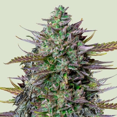 Royal Queen Seeds x Tyson GOAT´lato Auto semienka neobsahujú THC 1 ks