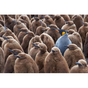 DIMEX ART s. r. o Флизелинов фототапет голяма група пингвини 375 x 250 см